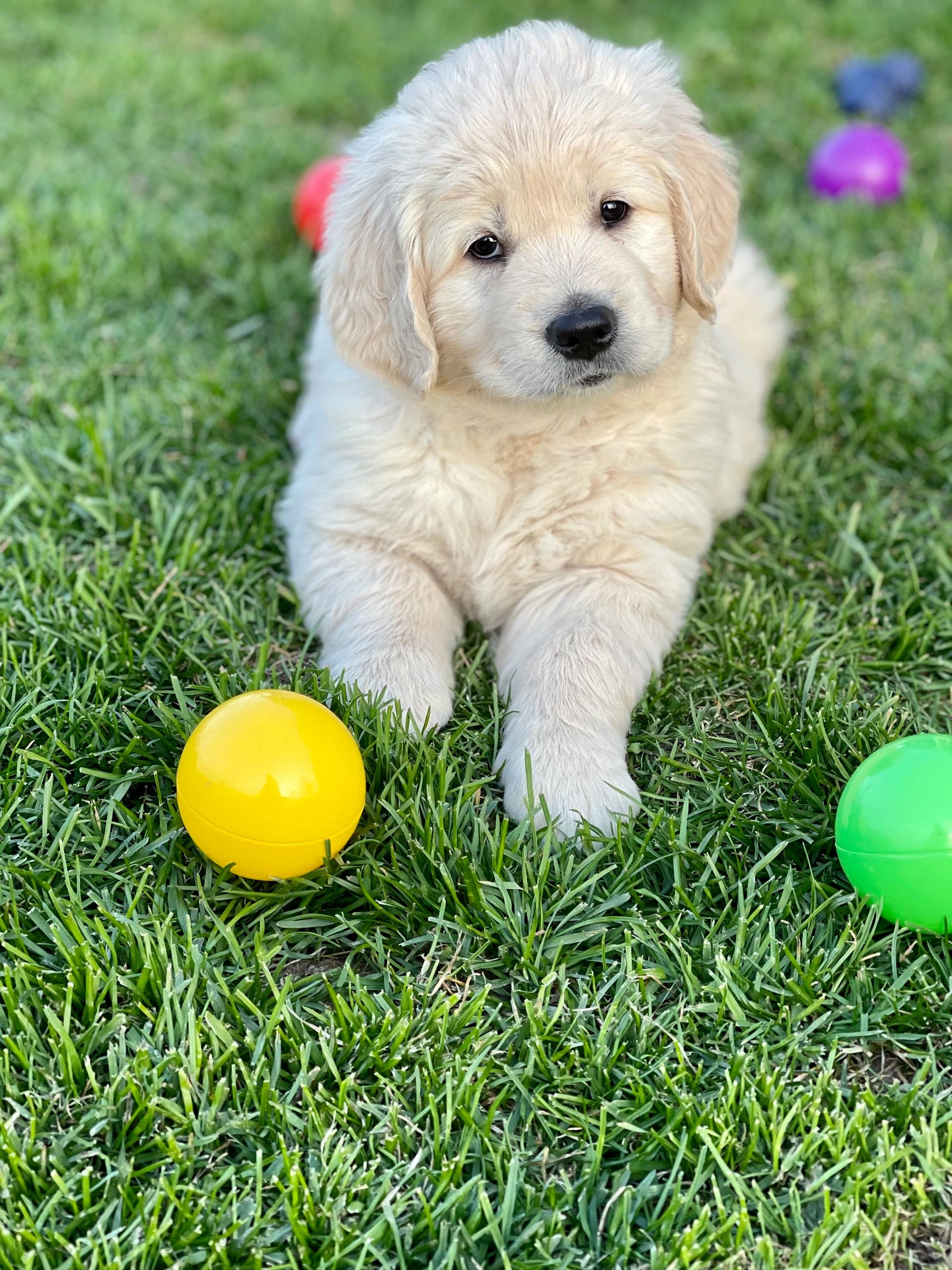 puppies